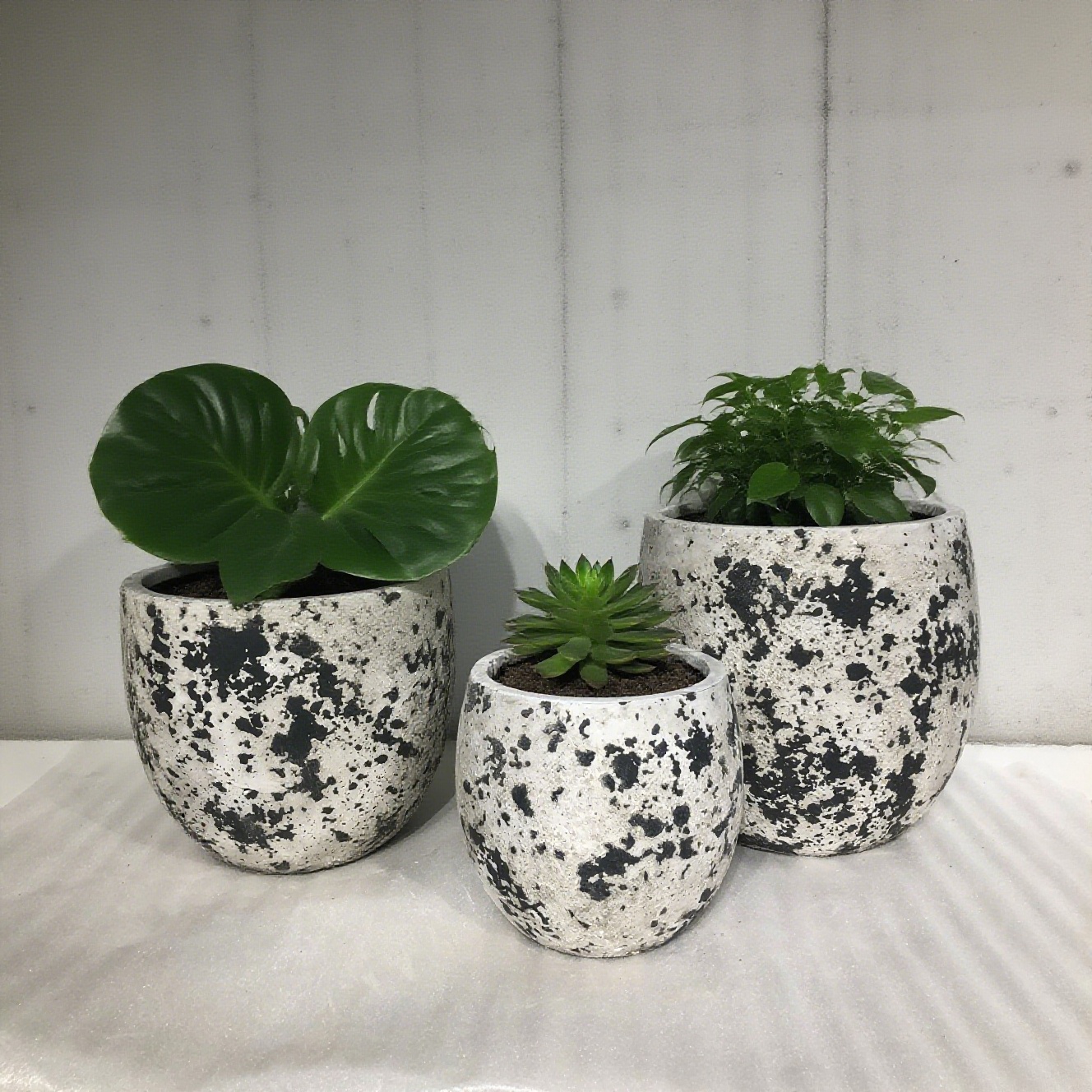 Últimos blogs de la empresa sobre Conchas de flores de cemento. Plantar Fragmentos de galaxias en la vida.