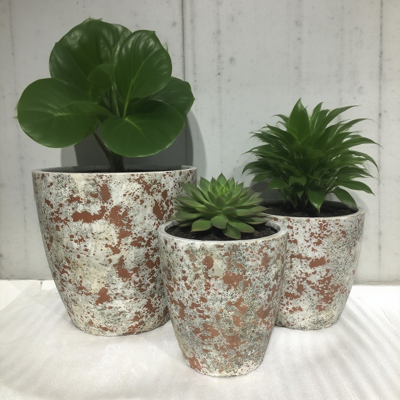 Últimos blogs de la empresa sobre Maceteros de cemento | Planta “Salvaje Natural” en la vida