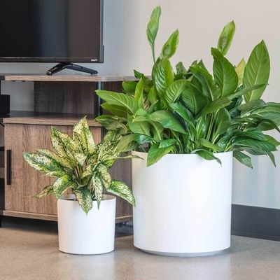 Potes redondos de plantas de flores de fibra de vidrio personalizados para plantas de interior