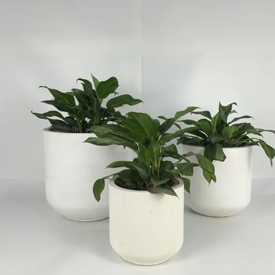 Plantadores de hormigón para jardines ligeros para decoración interior y exterior