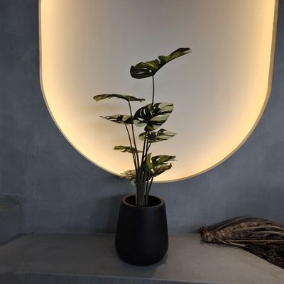 Árbol de Monstera resistente a insectos 70-100 cm para decoración de bajo mantenimiento
