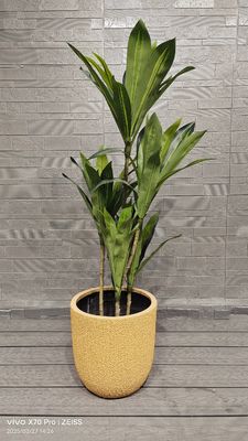 Proyecto de paisajismo de jardines de plantadores de fibra de arcilla